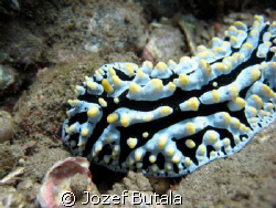 Hawaiian Beauty 6" nudi,Variose Philidia,Canon SD750,clos... by Jozef Butala 